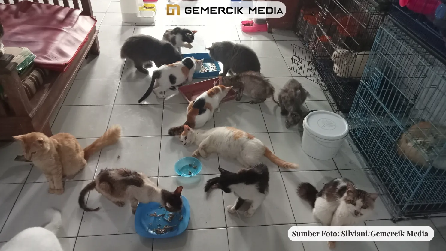 Rescue Kucing Tasikmalaya, Rumah Hangat Untuk Kucing Jalanan Rescue Kucing